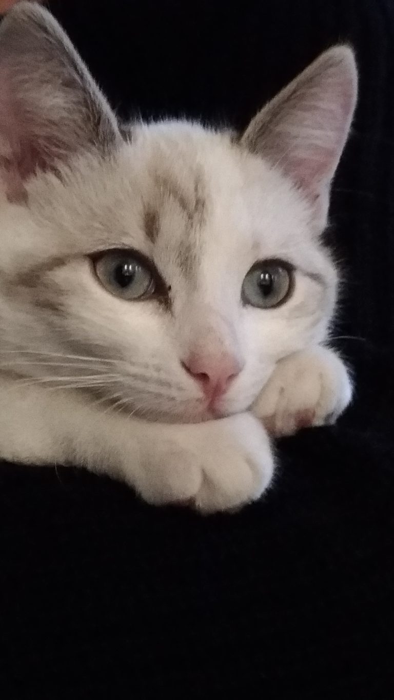 Kinésiologie animal